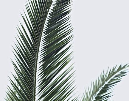 Palmekål – Sæsonens grønne perle